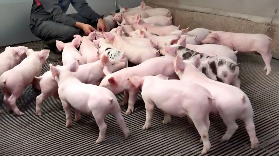 Elevage de porcs sur caillebotis