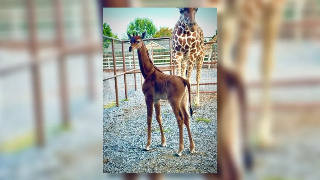 Une naissance rarissime d’une girafe sans tâche dans un zoo américain