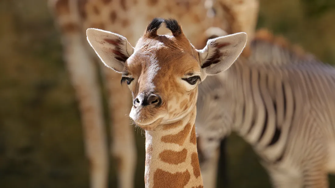 Eze,  47e girafon à voir le jour au Bioparc depuis 1991
