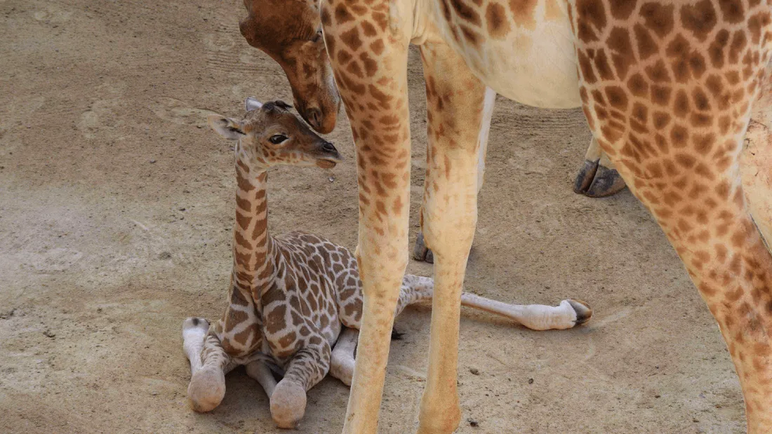 Girafon Bioparc Doué-la-Fontaine
