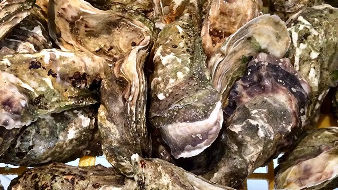 Rétablir l'image du coquillage est l'une des préoccupations majeures des producteurs d'huîtres.