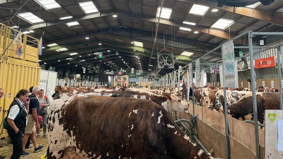 Cet été caniculaire a été très compliqué à endurer pour les bêtes, comme les vaches.