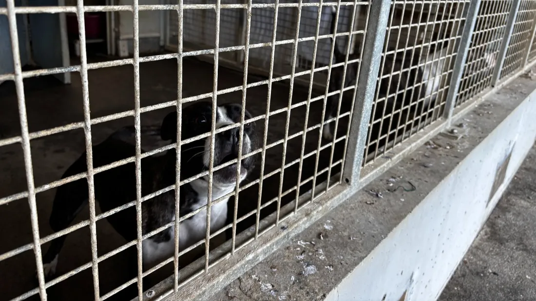 En juillet, en France, la SPA a recensé déjà 3 900 abandons.