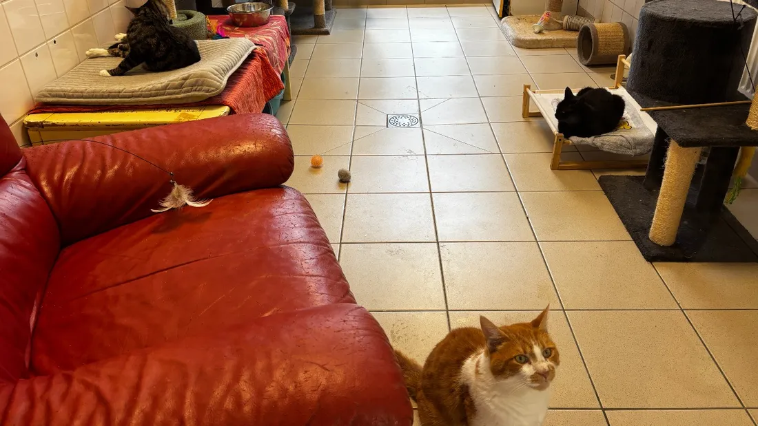 Déjà plus 200 chats accueillis, entre juin et juillet, à la SPA de Rennes.