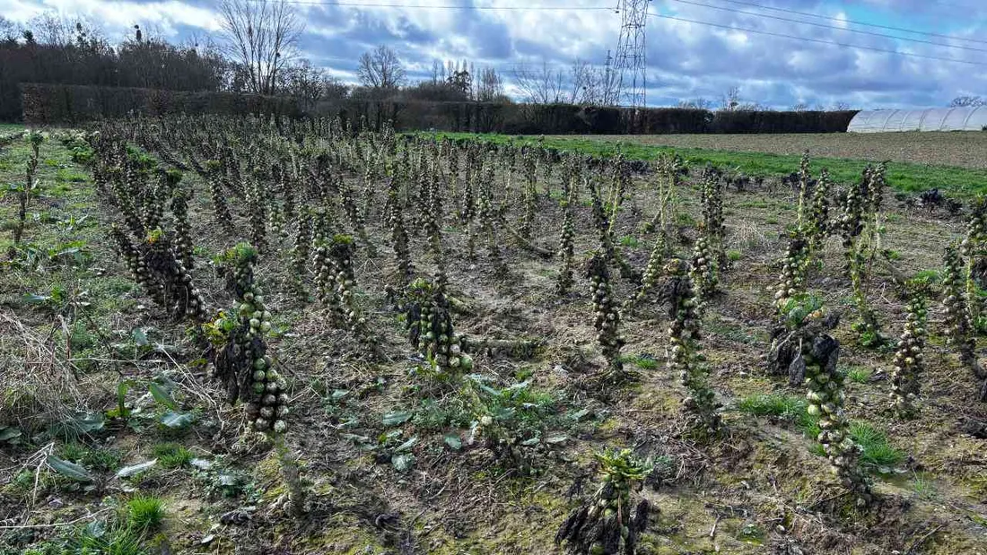 Les cultures de légumes ont été trinquées cet hiver. 