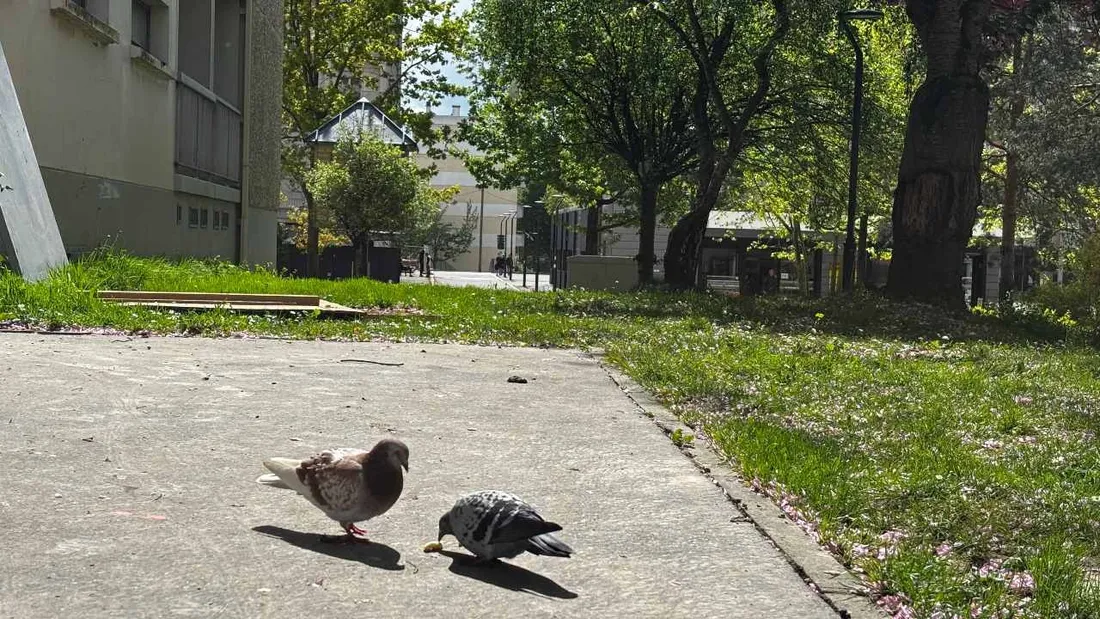 Selon les dernières estimations, la ville de Rennes compterait plus de 2 000 pigeons. 