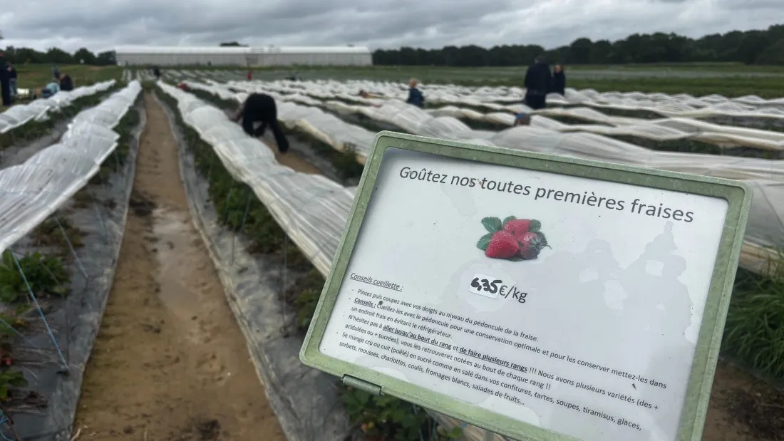 Il existe plus de 600 variétés de fraises.