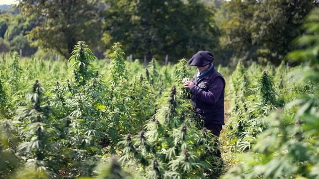 Jouany Chatoux, producteur de CBD sur le plateau de Millevaches