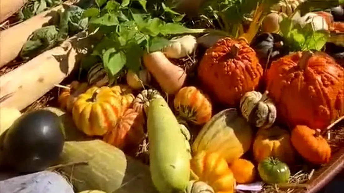 Légumes du jardin potager éphémère, place de la Motte