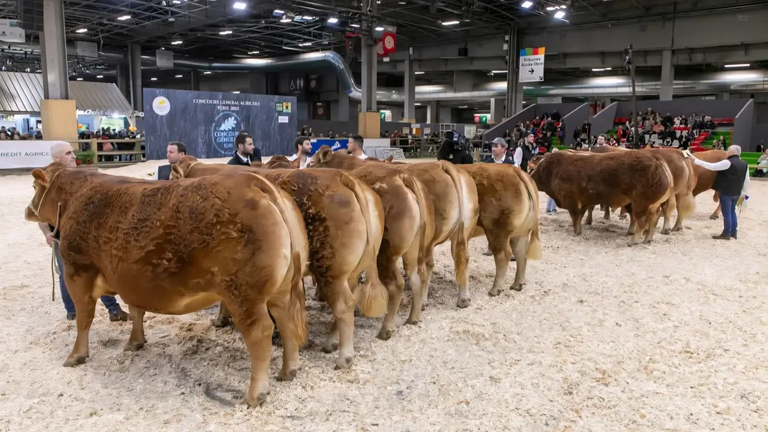La race Limousine au Salon de l'Agriculture de Paris en 2025