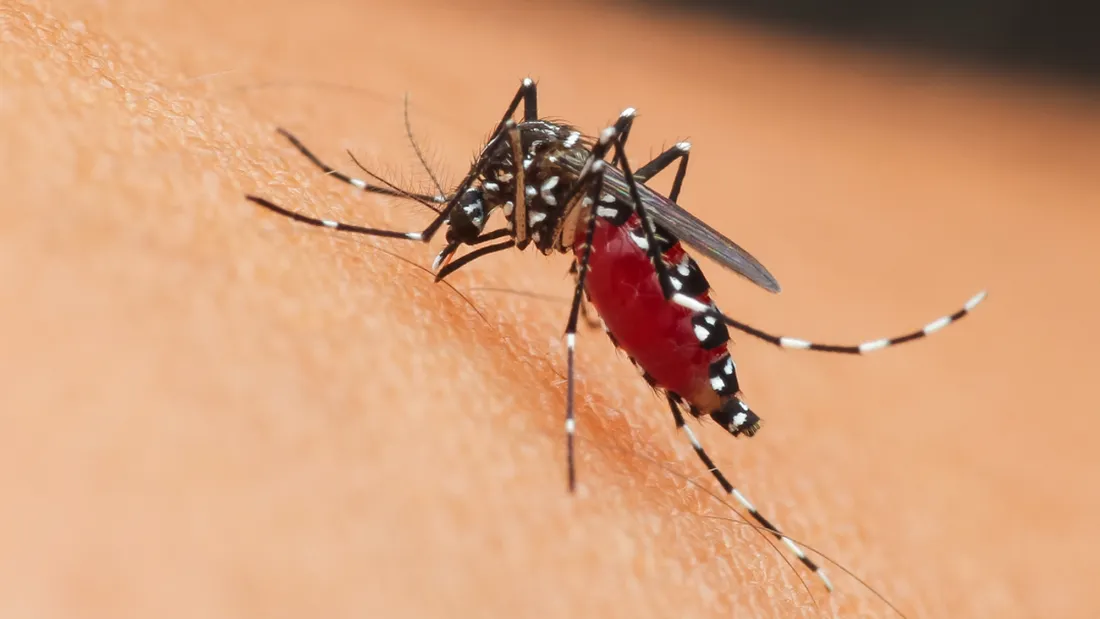 Un nouveau virus débarque à Bordeaux