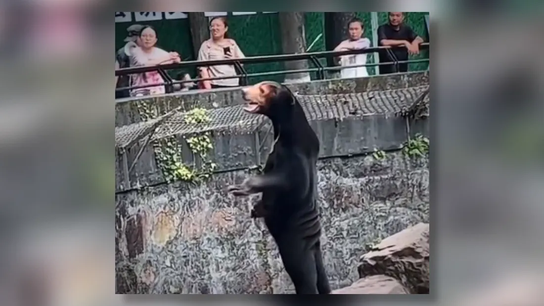 Un zoo contraint de réfuter qu'un humain se soit déguisé en ours