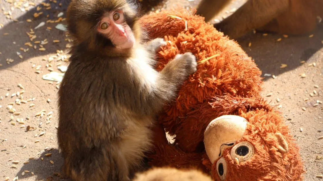 Sur les réseaux sociaux les vidéos de Punch et son doudou se multiplient. 