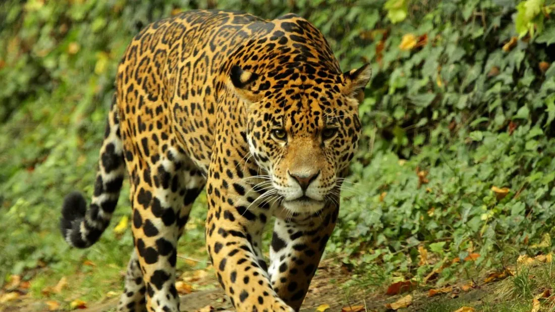 Un léopard au Zoo de Beauval