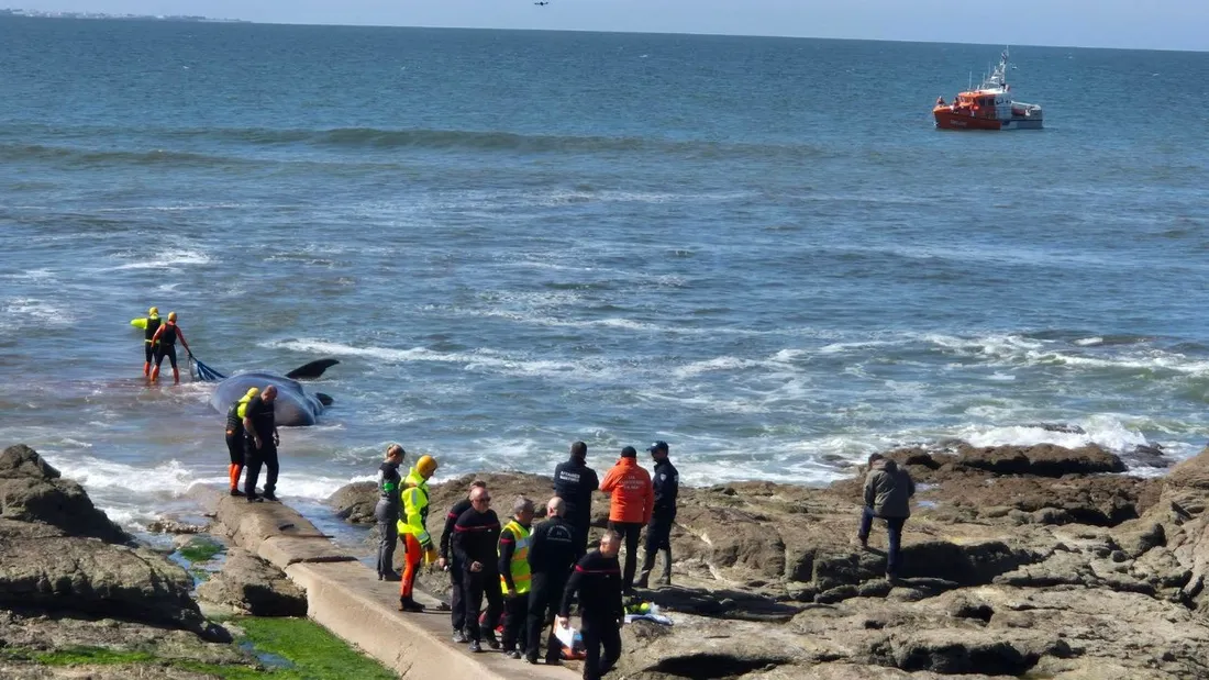 Un cachalot échoué sur une plage de Loire-Atlantique. 