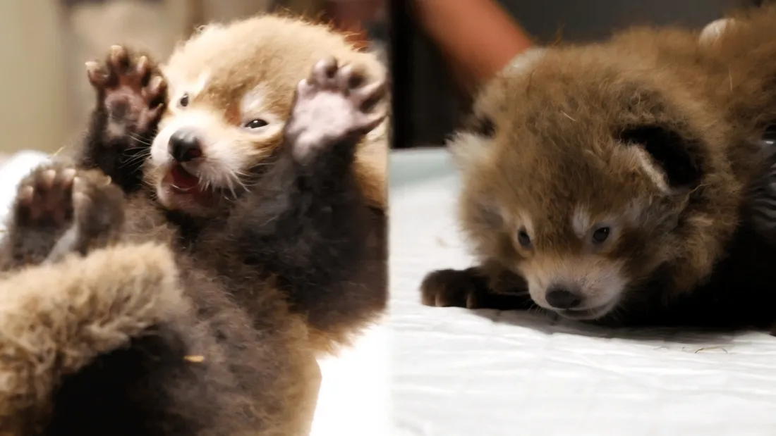Les deux bébés pandas roux
