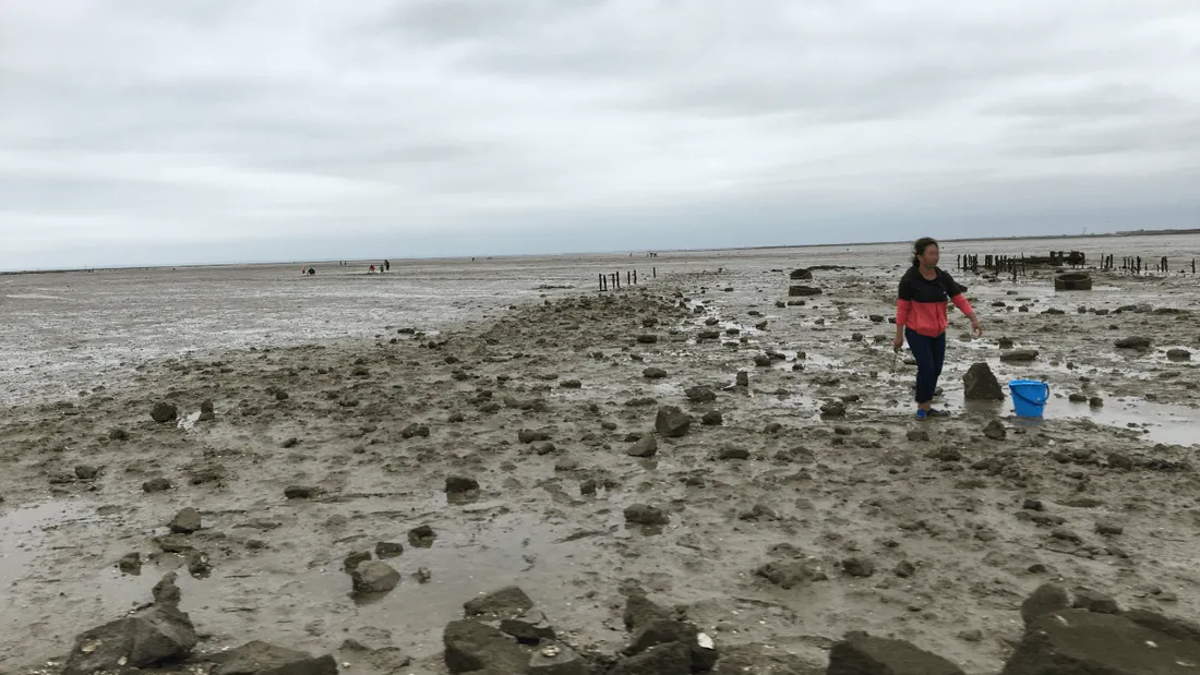 Pêche à pied, sur la côte Atlantique