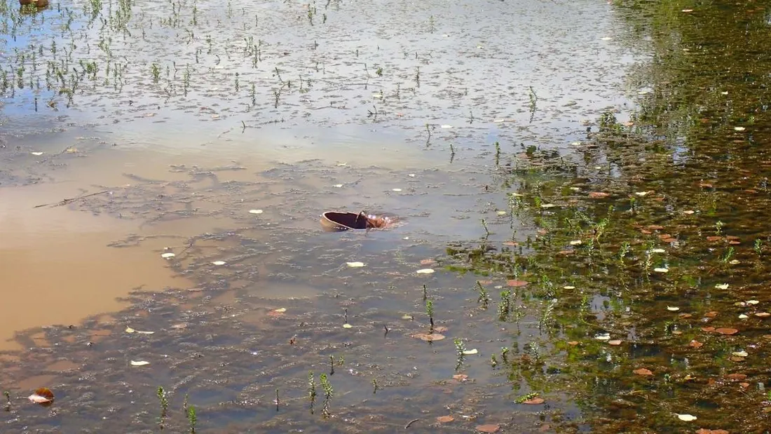 Cette espèce de plante invasive a été découverte dernièrement entre Guichen et Bruz.