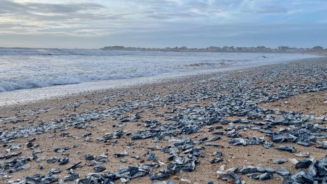 Une invasion de physalies l'hiver dernier à Saint-Gilles-Croix-de-Vie