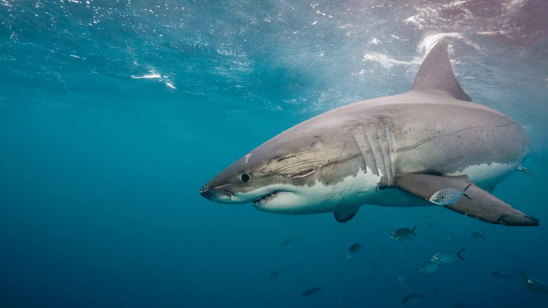 Il tombe nez à nez avec un requin-taupe au large de Trégastel en Bretagne