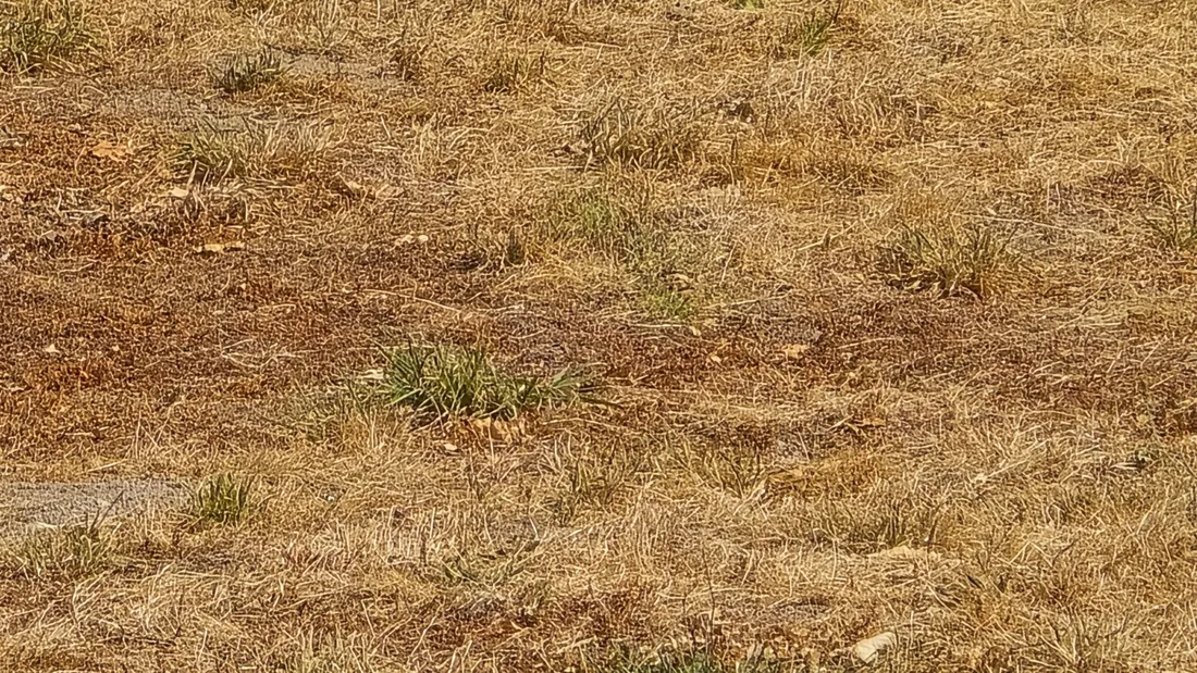 Végétation sèche en Creuse