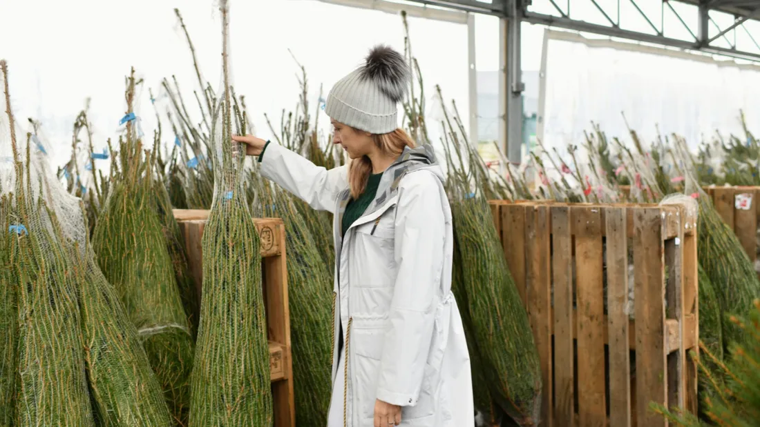 Sécheresse et hausse des prix : les sapins de Noël seront-ils au rendez-vous en 2026 ?