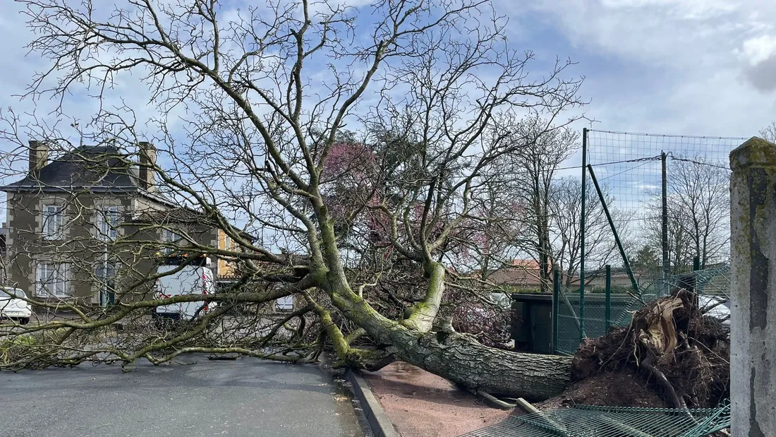 Des arbres arrachés à Saint-Jean-de-Sauves