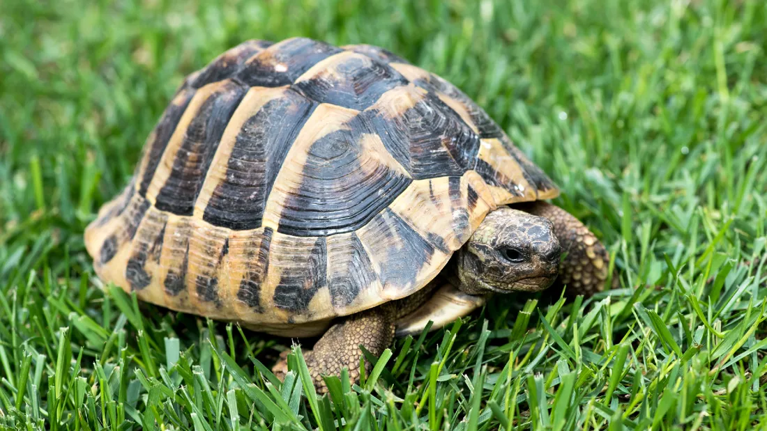 Centre-Val-de-Loire : Une vaste opération mené contre le trafic d’espèces protégées
