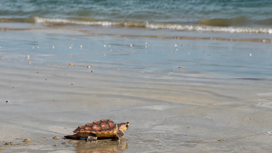 À l'île de Ré, 33 tortues marines soignées à l'Aquarium de La Rochelle retrouvent l'océan 