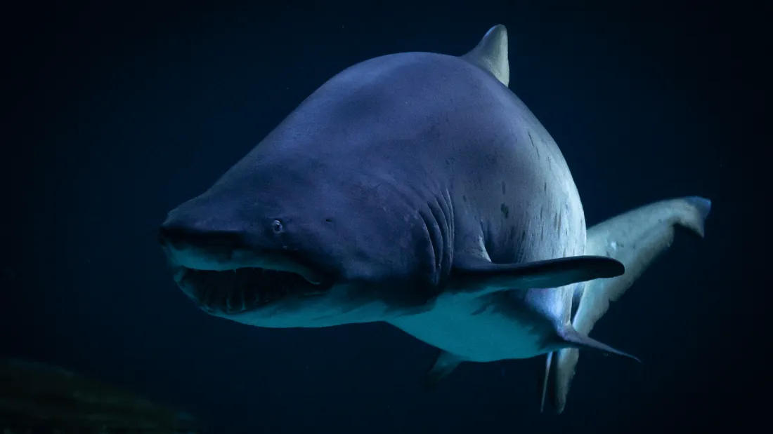 Valentin requin Océarium Croisic