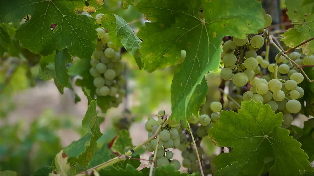 Le vignoble cognaçais endommagé alors que les vendanges allaient commencer