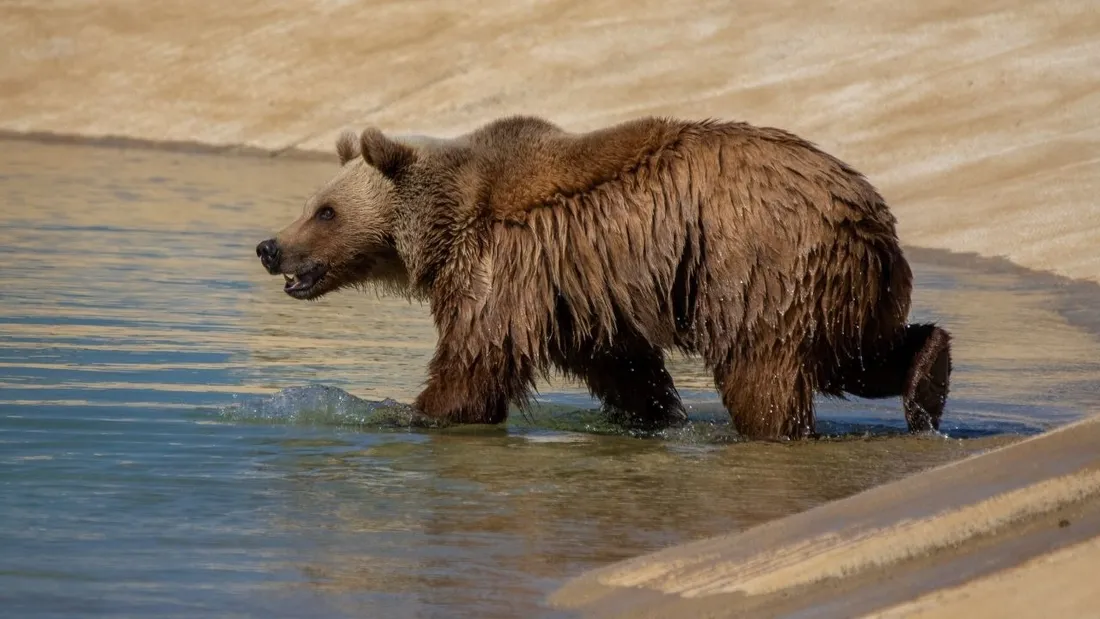 La Vallée des ours a ouvert ses portes le 26 mars 