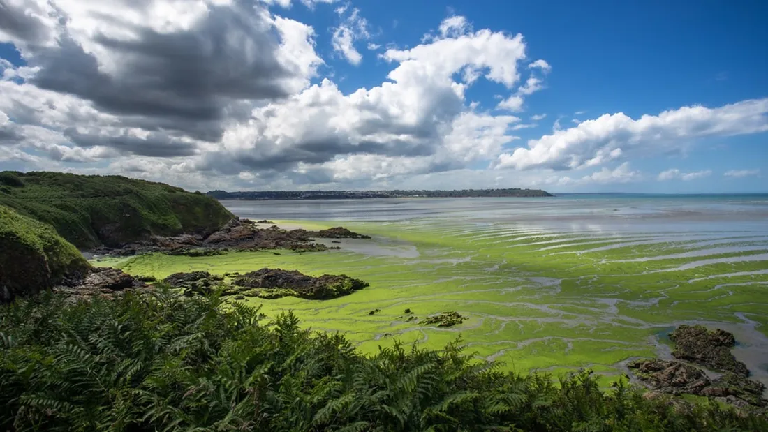 Algues vertes en baie de Saint Brieuc - Denis Brothier DR