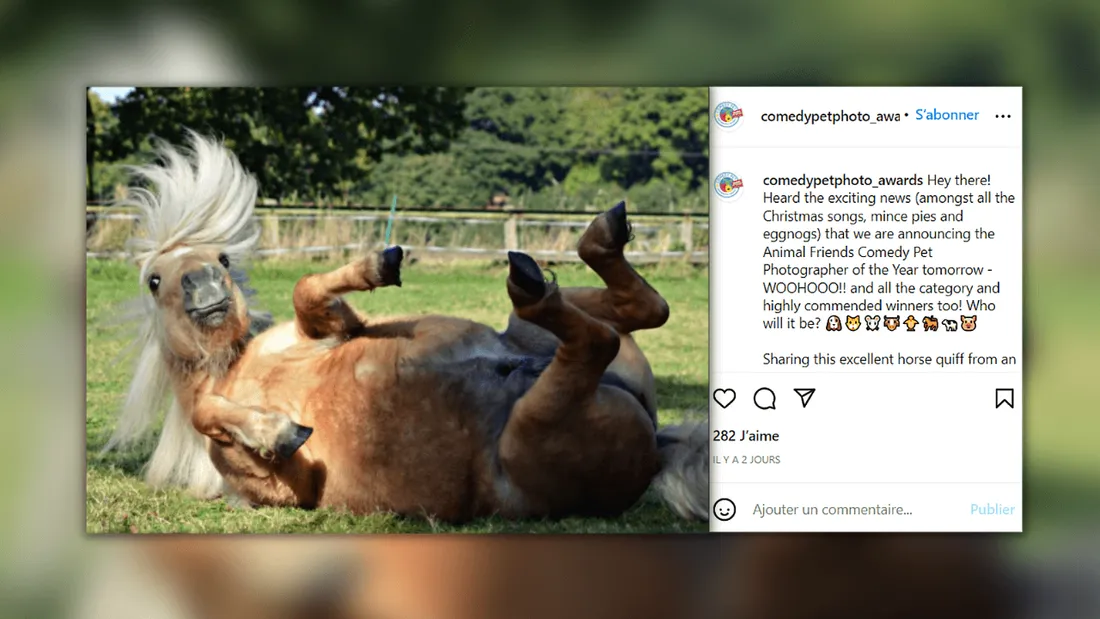 "Comedy Pet Photo Awards" dévoile ses gagnants 2021