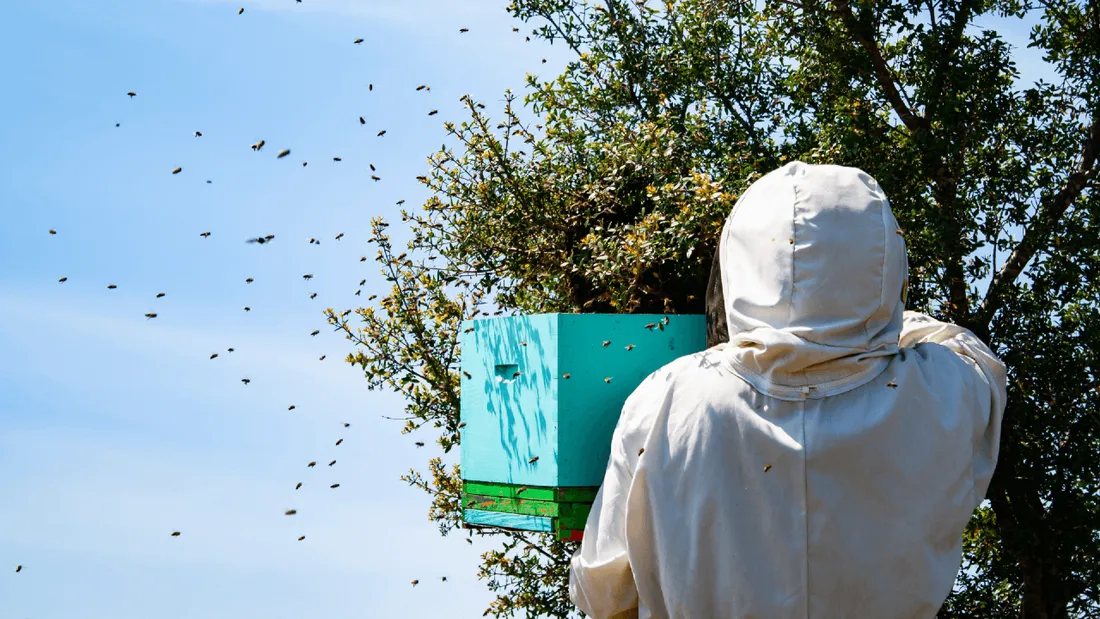 Apiculteur abeilles