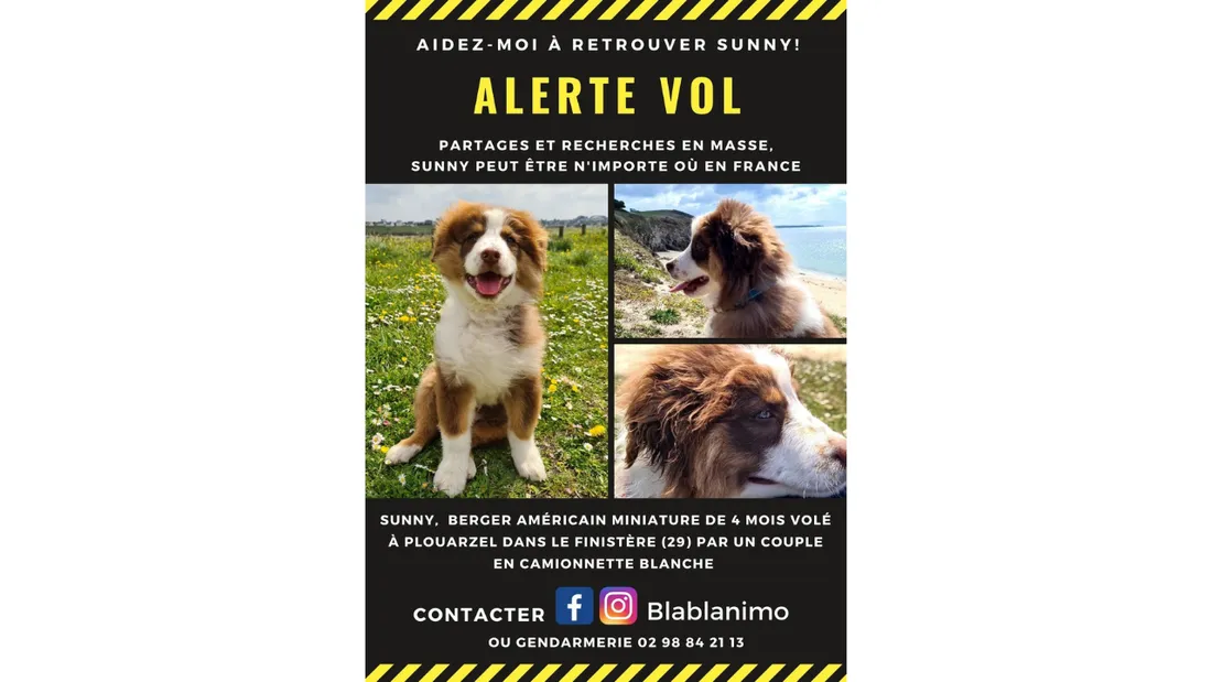L'appel à l'aide pour retrouver Sunny.