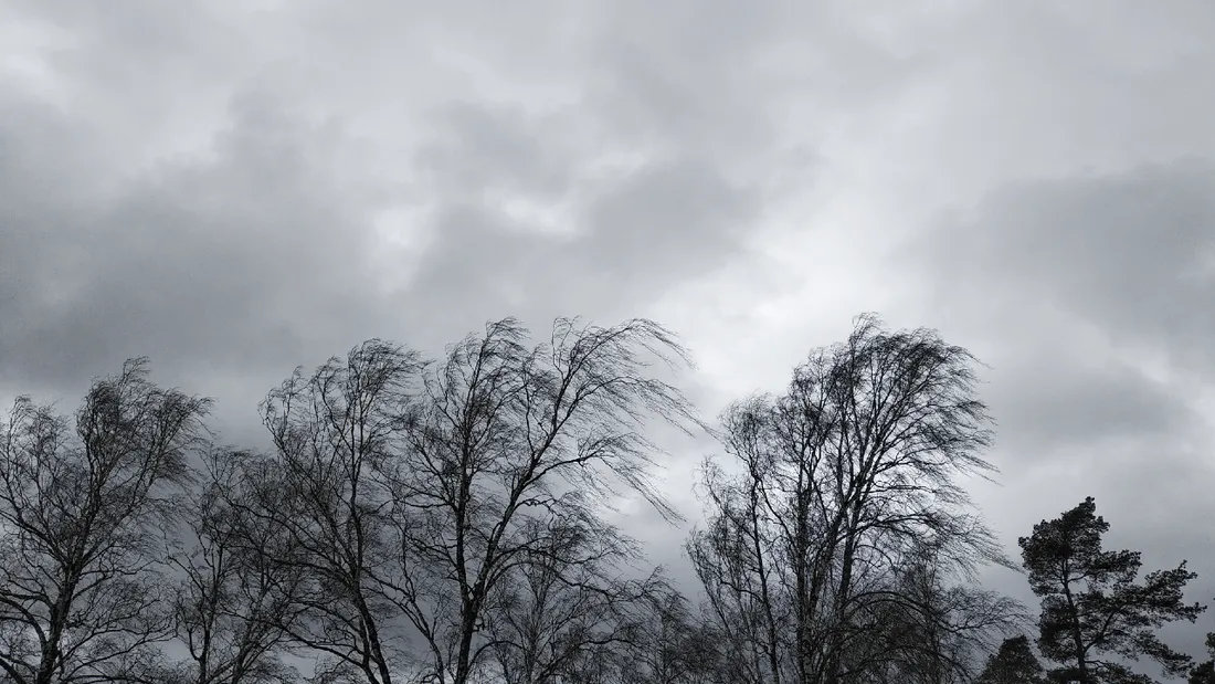 Arbres tempête vent