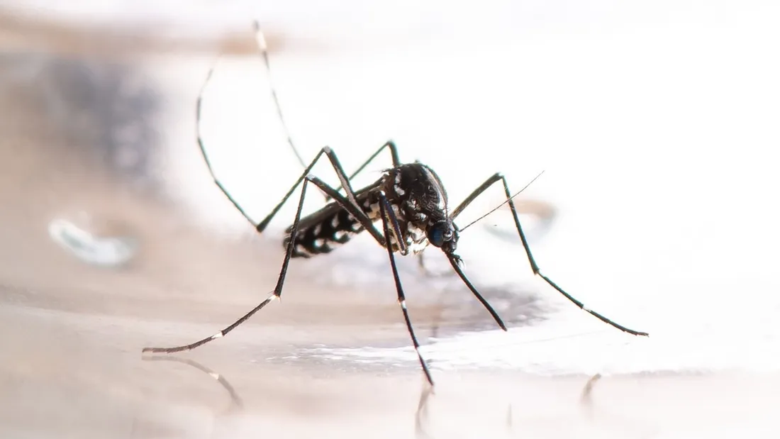 Opération de démoustication