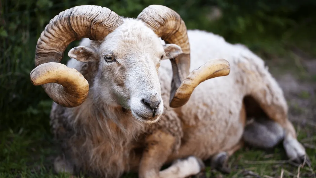 Soudan : un bélier condamné à 3 ans de prison pour meurtre !