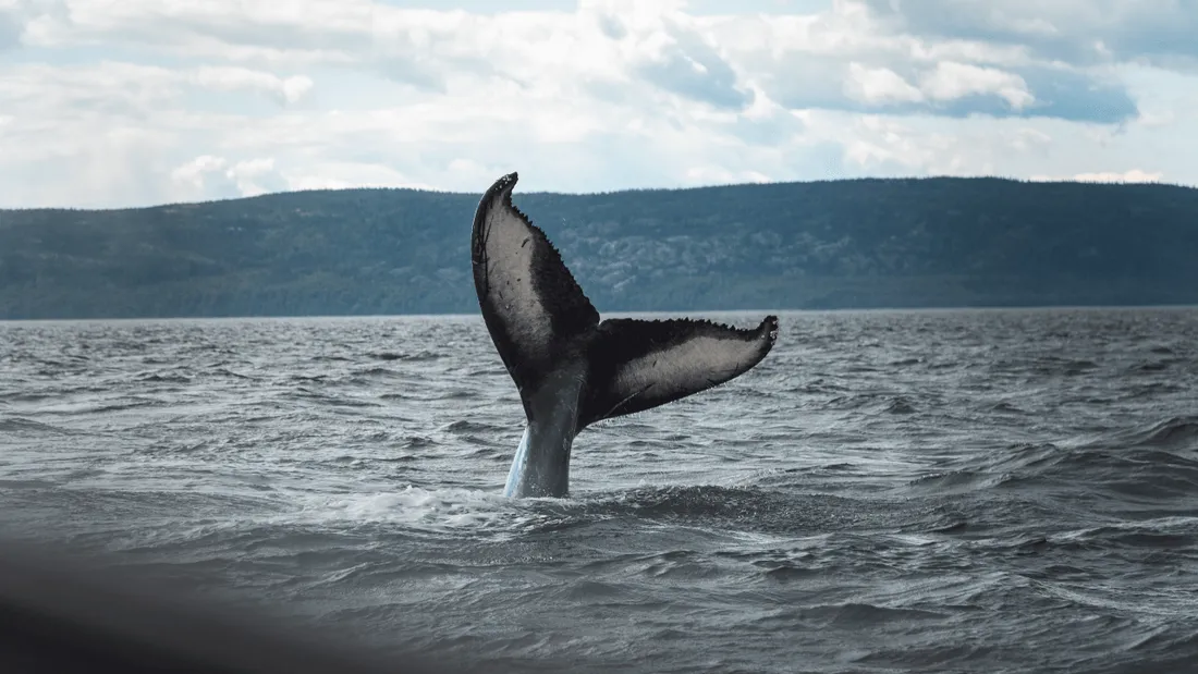 L'Islande vers la fin de la chasse à la baleine