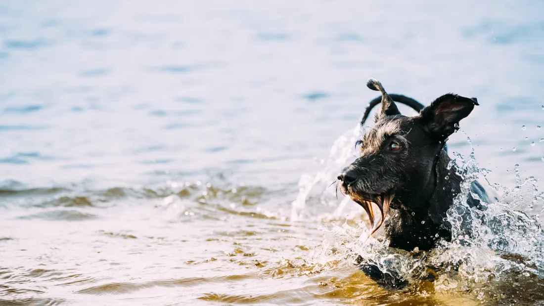 Chiens intoxiqués par des cyanobactéries