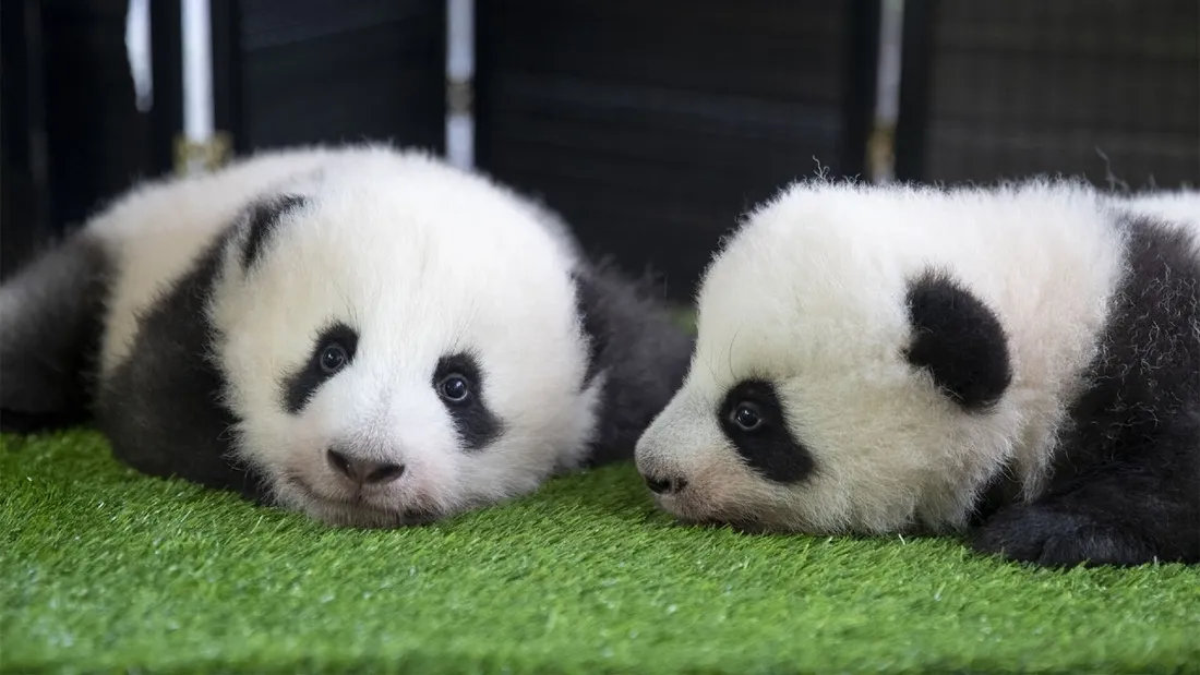 Bébés panda 