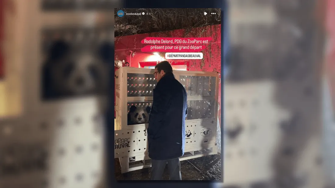 départ pandas Zoo de Beauval