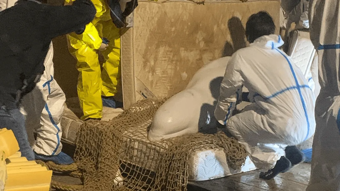 Le béluga de la Seine est mort