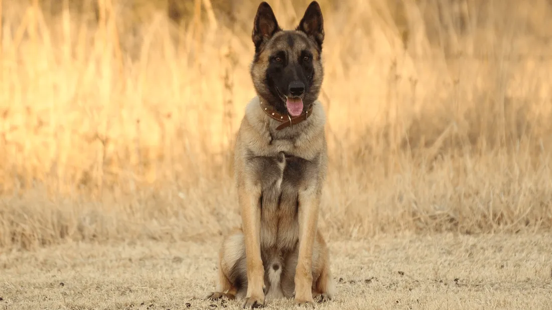 Berger malinois