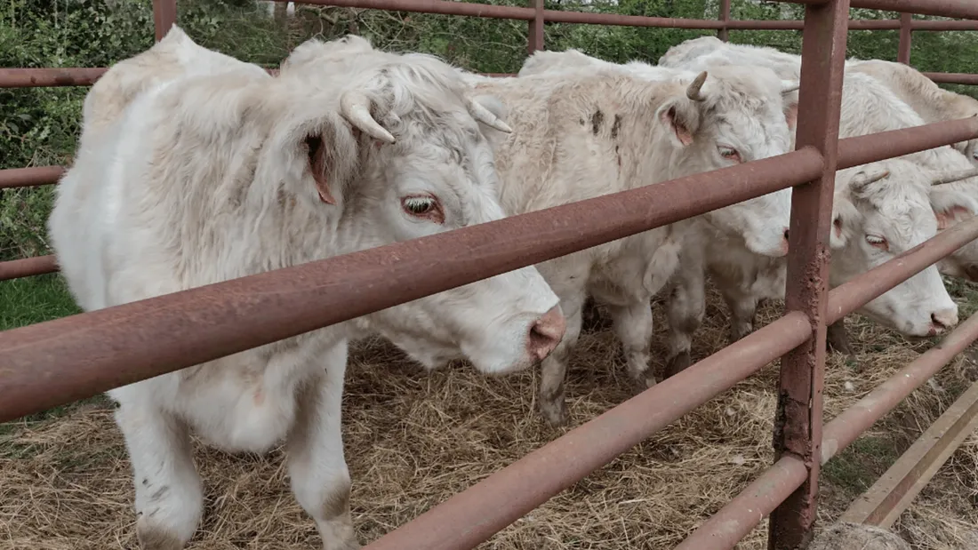Bovins Challans Vendée