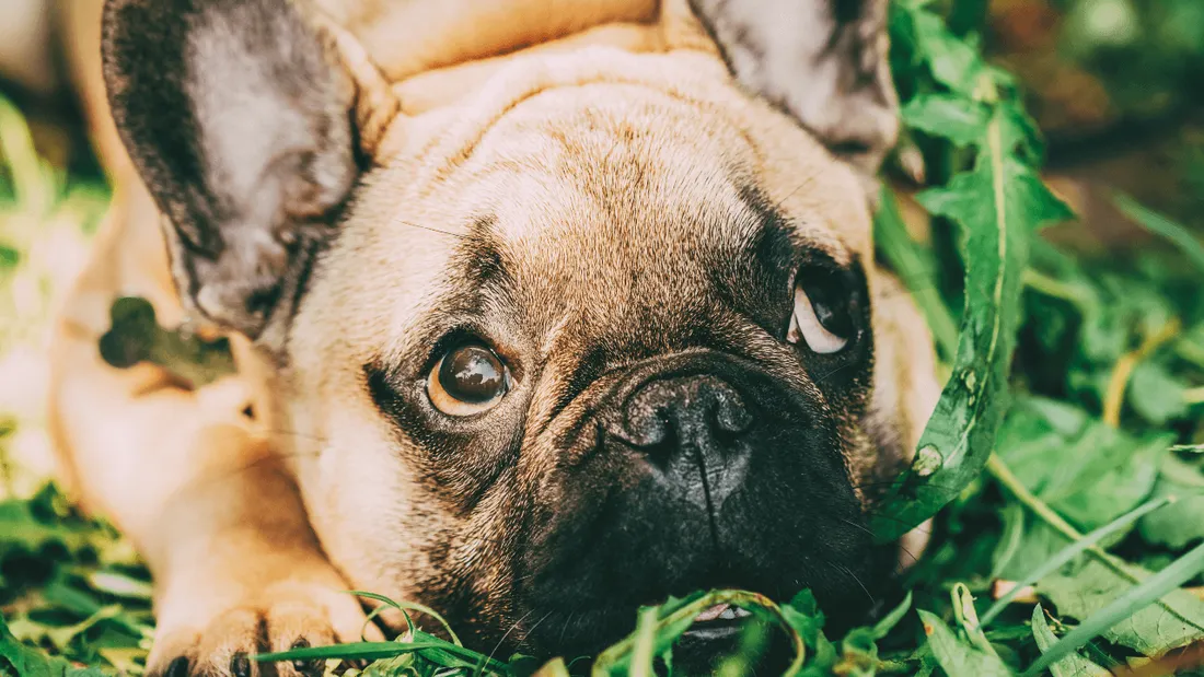 Brest : un couple à la tête d’un trafic illégal de bouledogues français