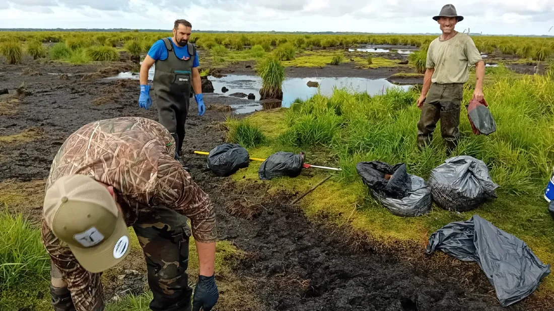 Ramassage des cadavres au marais de Brière