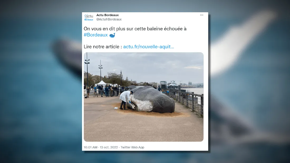 Un cachalot échoué sur les quais de Bordeaux 