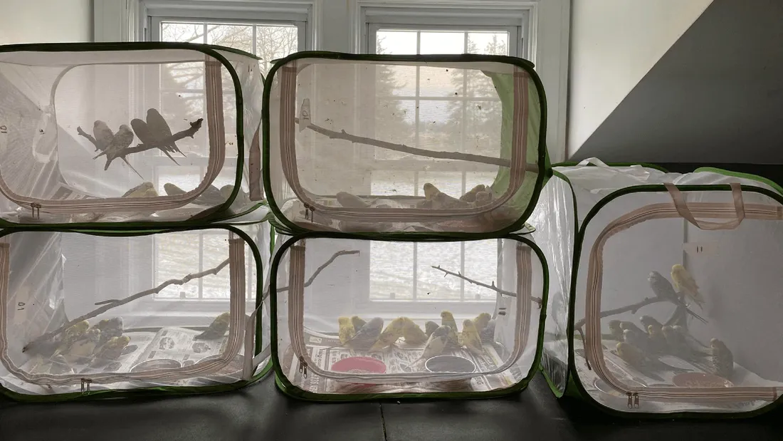 Un Américain dépose 836 perruches dans un refuge pour animaux